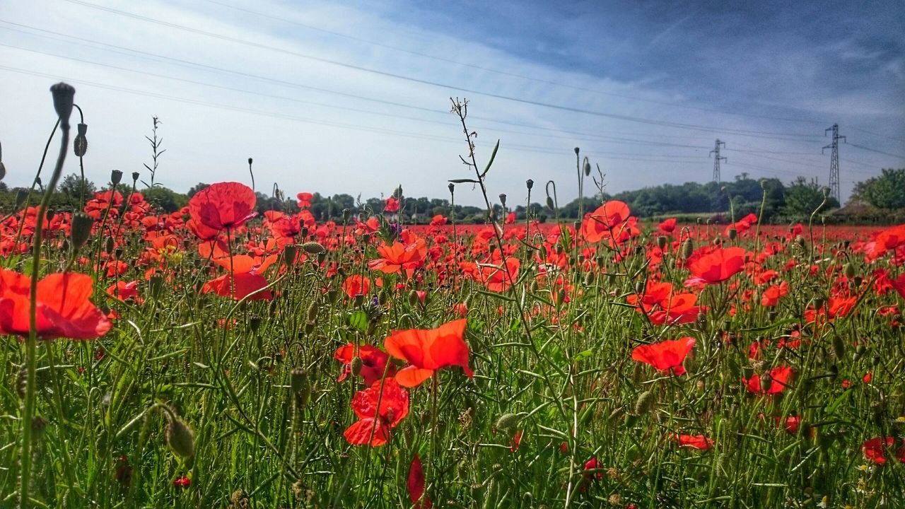 Champs de coquelicots