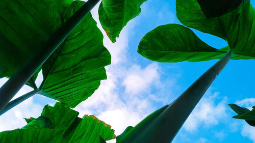 Low angle view of green leaves against sky