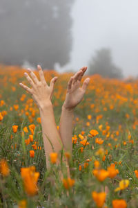 Cropped hands of woman amidst flowering plants
