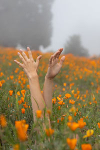 Low angle view of flowering plants on field