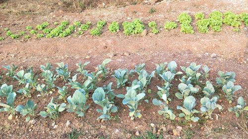 High angle view of plants growing on field