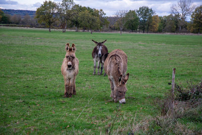 Horses in a field