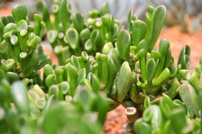 Close-up of fresh green cactus plant