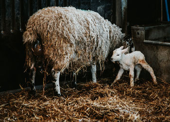 Sheep in a field