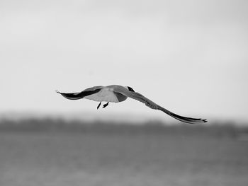 Seagull flying in the sky