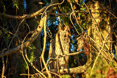 Close-up of trees growing in forest