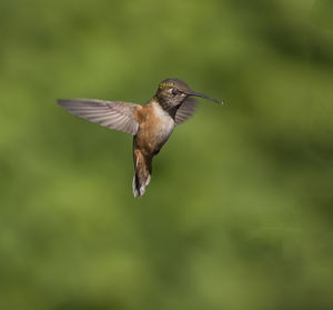 Full length of hummingbird flying 