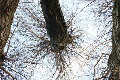 Low angle view of bare trees