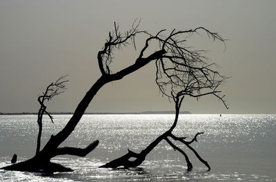 Silhouette bare tree by sea against clear sky