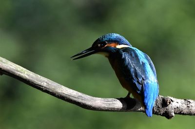 Close-up of bird perching on branch