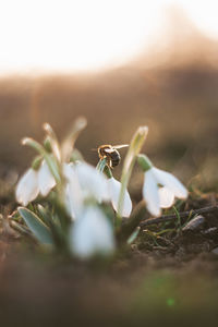 Close-up of a bee pollinating a snowdrop