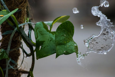 Close-up of raindrops on plant