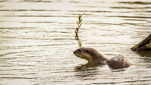 View of bird swimming in lake