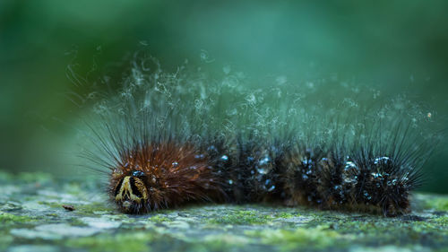 Close-up of caterpillar