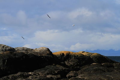 Low angle view of seagull flying over sea against sky