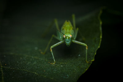 Close-up of spider