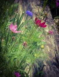 Close-up of pink flowers blooming in field