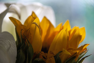 Close-up of yellow flowering plant