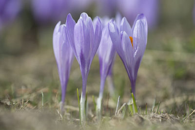 Close-up of purple crocus flowers on field