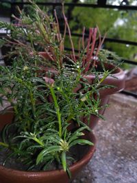 Close-up of potted plant