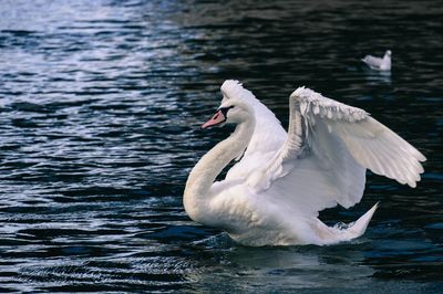 Mute swan swimming in lake
