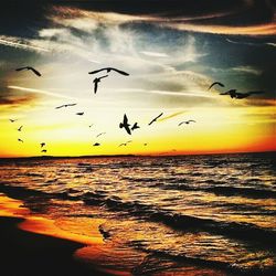 bird
