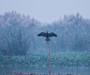 Bird flying over the lake