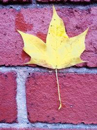 Close-up of yellow maple leaf