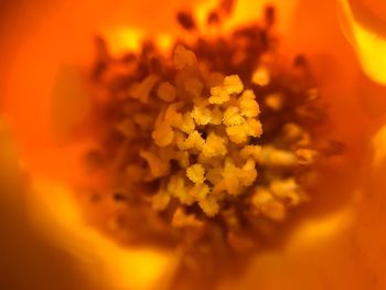 Close-up of marigold