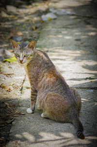 Portrait of cat