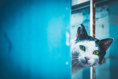 Close-up portrait of a cat