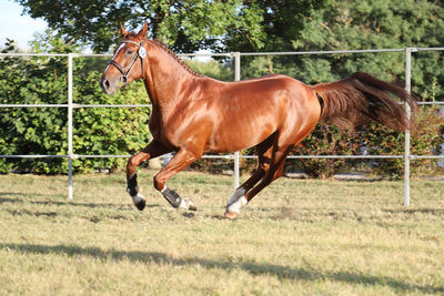 Horse running in ranch