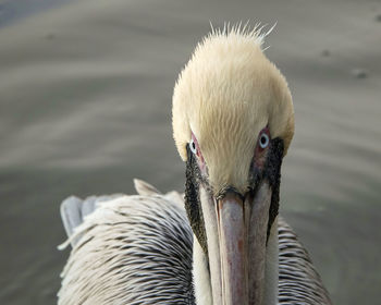 Close up of pelicans showcasing his eyes and spiky hair