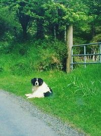 Dog sitting on grass against trees