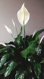 Close-up of white flowering plant