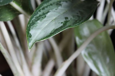 Close-up of water drops on plant