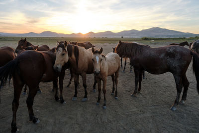 Horses on field against sky during sunset