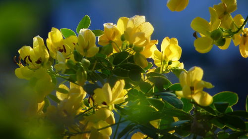 Close-up of yellow flowering plant