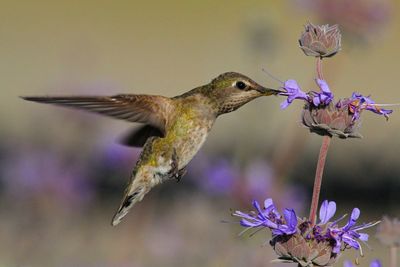 Hummingbird