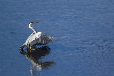 Bird flying over lake