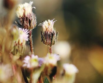 Close-up of flowering plant