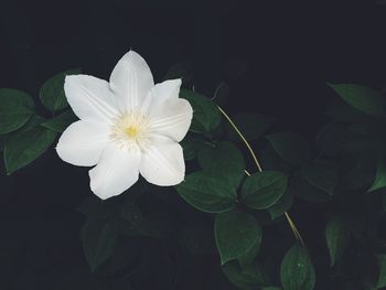 Close-up of white flowering plant