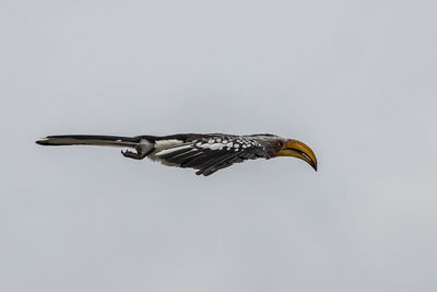 Bird flying over white background