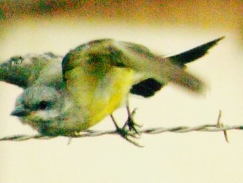 Close-up of bird perching on wall