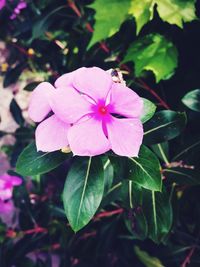 Close-up of pink flower