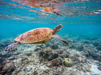 High angle view of turtle swimming in sea