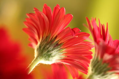 Close-up of red flower