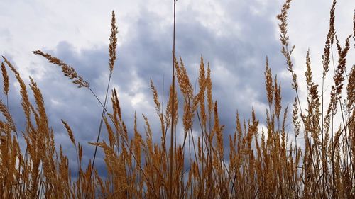 Low angle view of stalks against sky