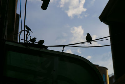 Low angle view of birds perching on cable