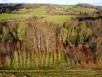 Scenic view of field